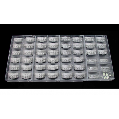 Modul exocad Tooth Library