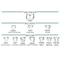 Cleme de diga fara aripioare Hygenic Fiesta Color Coded Matte Finish Wingless Clamps Coltene
