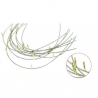 Arcuri cu Carlige Presudate inferioare 10 bucati per cutie Leone 24mm