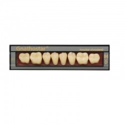Gnathostar B2 Teeth Ivoclar